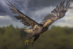 Bald Eagle Female Juvenile