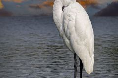Great White Egret