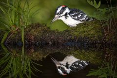Downy Woodpecker Drinking From Pond