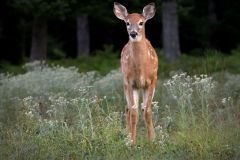 Whitetail Fawn Alerted by Noise