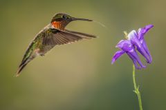 Ruby-Throated Hummingbird