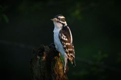 Downy Woodpecker