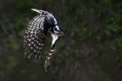 Downy Woodpecker in Fly