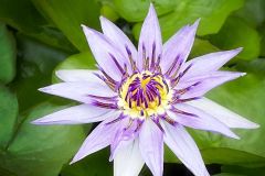 Water Lily-Nymphaea Caerulea
