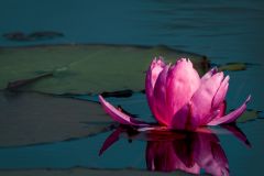 Lily