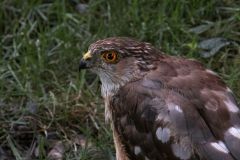 Immature Sharp Shinned Hawk