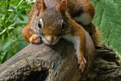 Red Squirrel