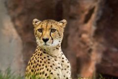 Cheetah