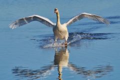 Swan Landing