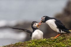 Atlantic Puffins in the Rain