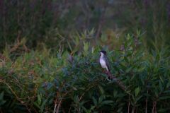 Eastern Kingbird