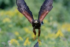 Harrishawk
