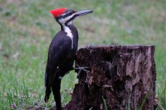 Pileated Woodpecker