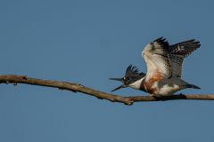 Belted Kingfisher