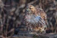 Red-Tailed Hawk