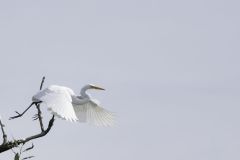 Egret