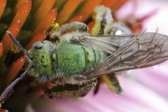 Sweat Bee