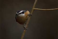 Nuthatch Poses For Rembrandt
