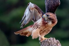 Red-Tailed Hawk