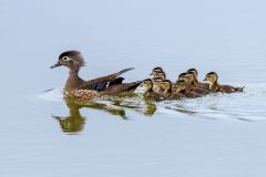 Wood Duck Family