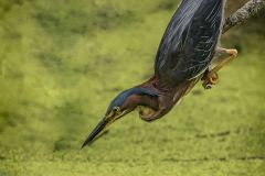 Green Heron