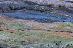 Lichen on the Rocks