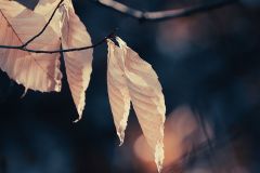 Leaves