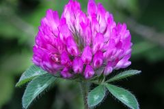 Red Clover