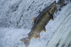 Chinook Salmon Spawning