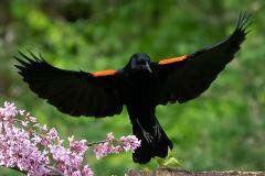 Red Wing Blackbird