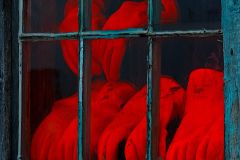 Red Gloves