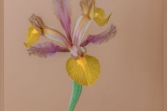 Eye of the Tiger Iris