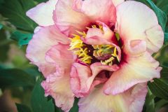 Peony