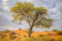 Life in the Desert