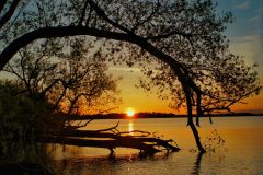 Tree Arch Sunride