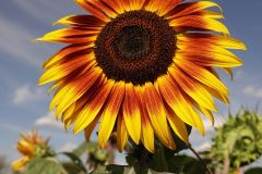 Sunflower Brilliance