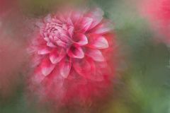 Dreaminofdhalias
