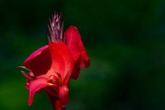 Canna Lily