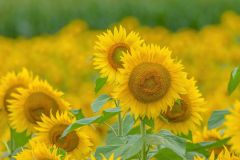 That Blooming Sunflower