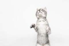 Reggie the Cat