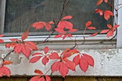 Lively Ivy