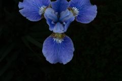 Wild Blue Iris
