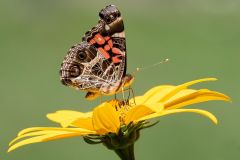 Painted Lady Butterfly Feeding