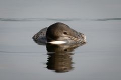 Juvenile Loon at Rest