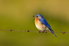 Eastern Bluebird