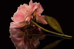 Blushing