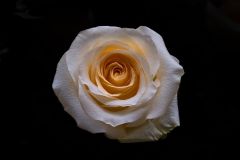 Yellow Violina Rose