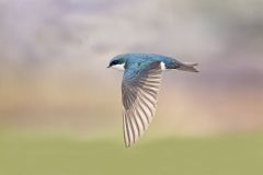 American Tree Swallow in Flight