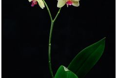 Orchids