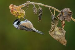 thumbs_202223C2-N-185-M-Black_Cap_Chickadee